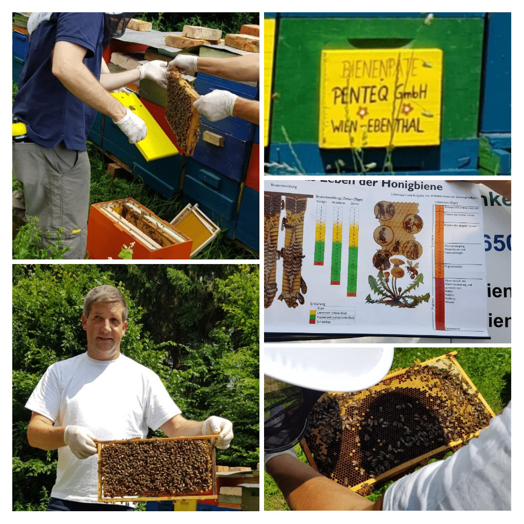 Collage des penteq Bienenstocks